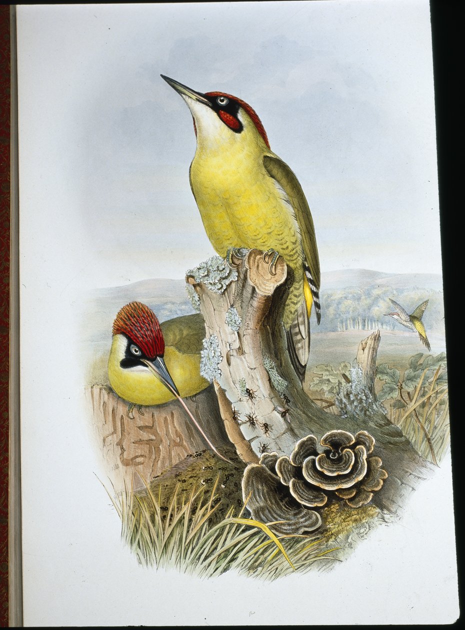 Pito Real (Gecinus Viridis) de John (after) Gould