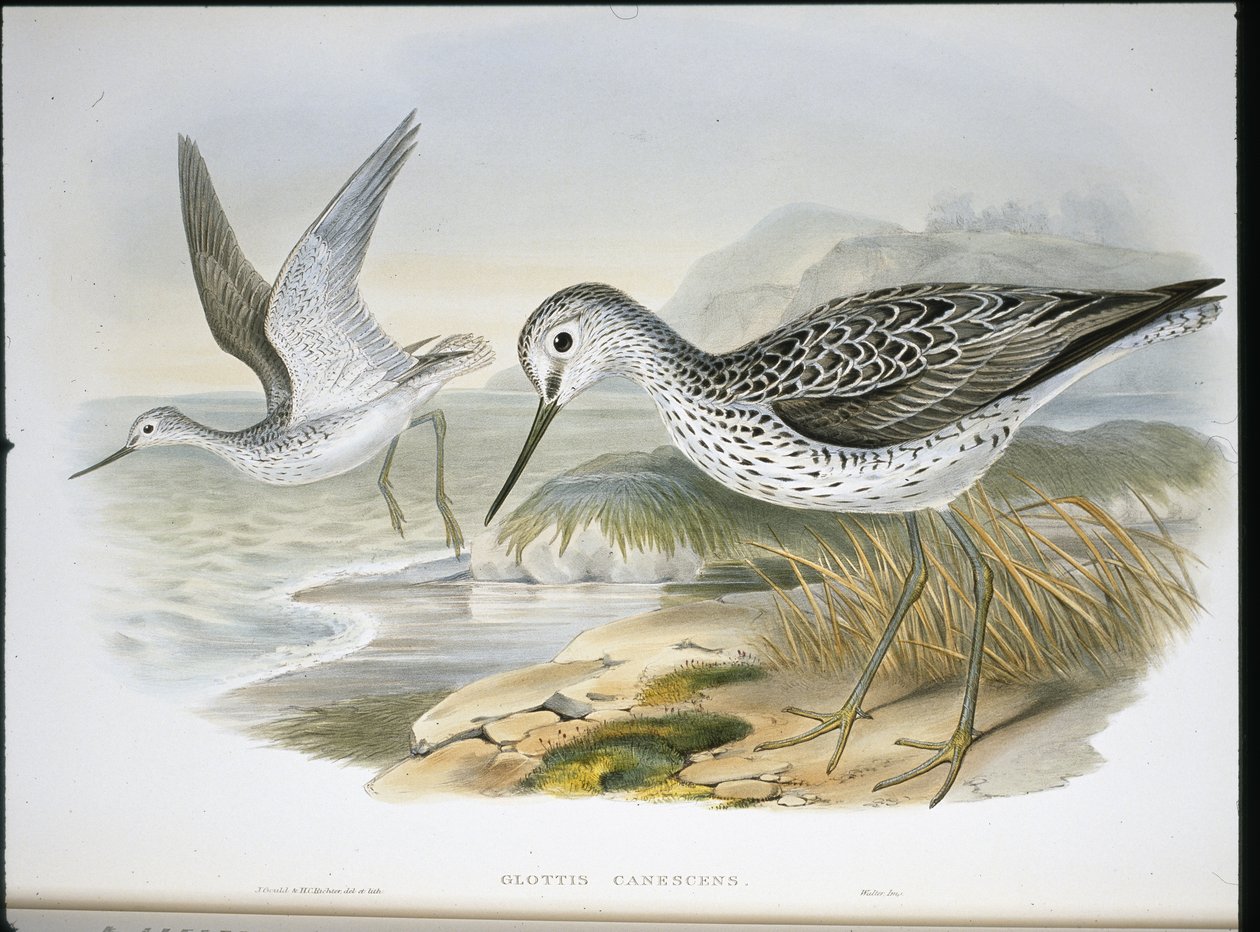 Archibebe Claro (Glottis Canescens) de John (after) Gould