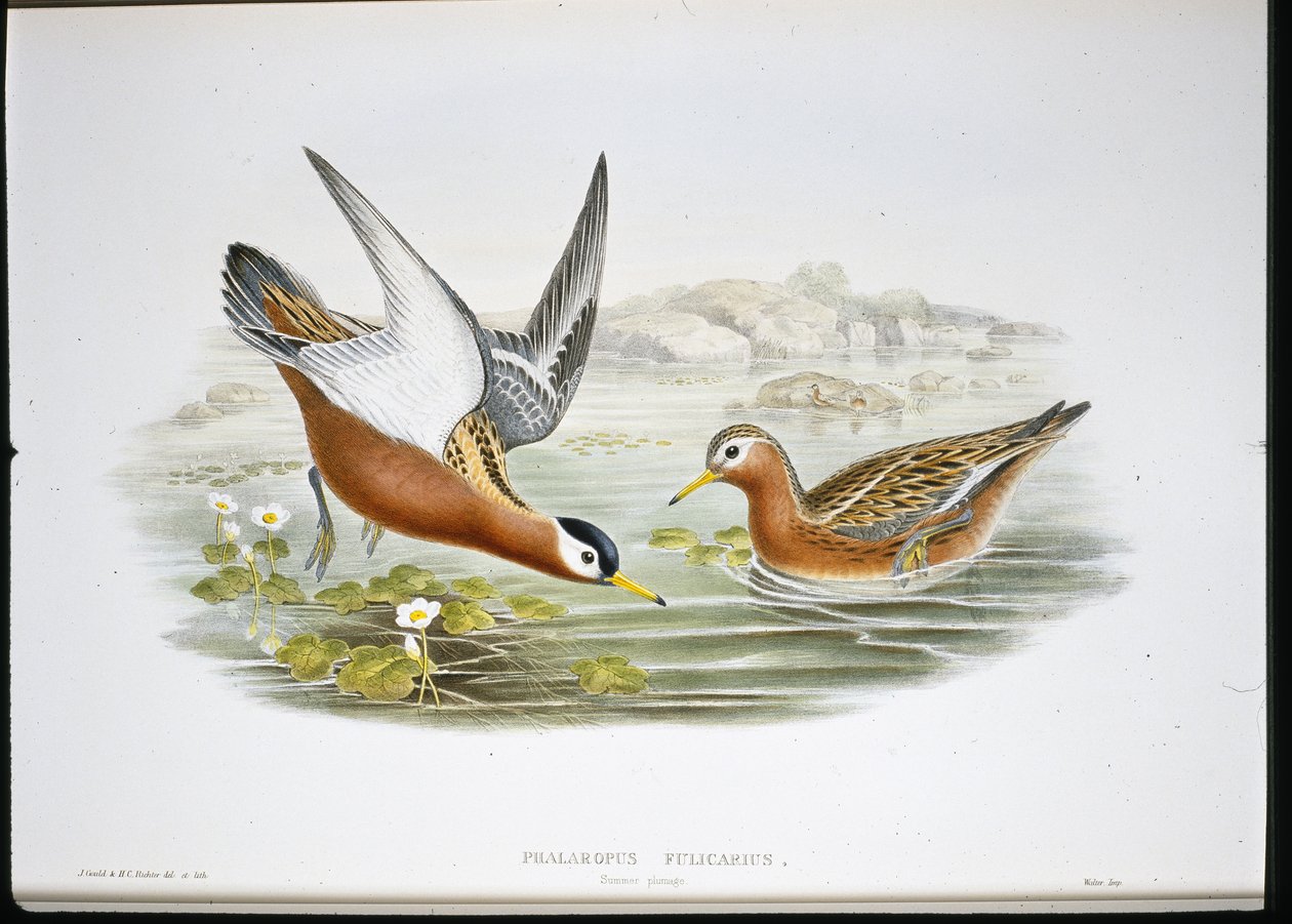 Falaropo picofino (Phalaropus Fulicarius) de John (after) Gould