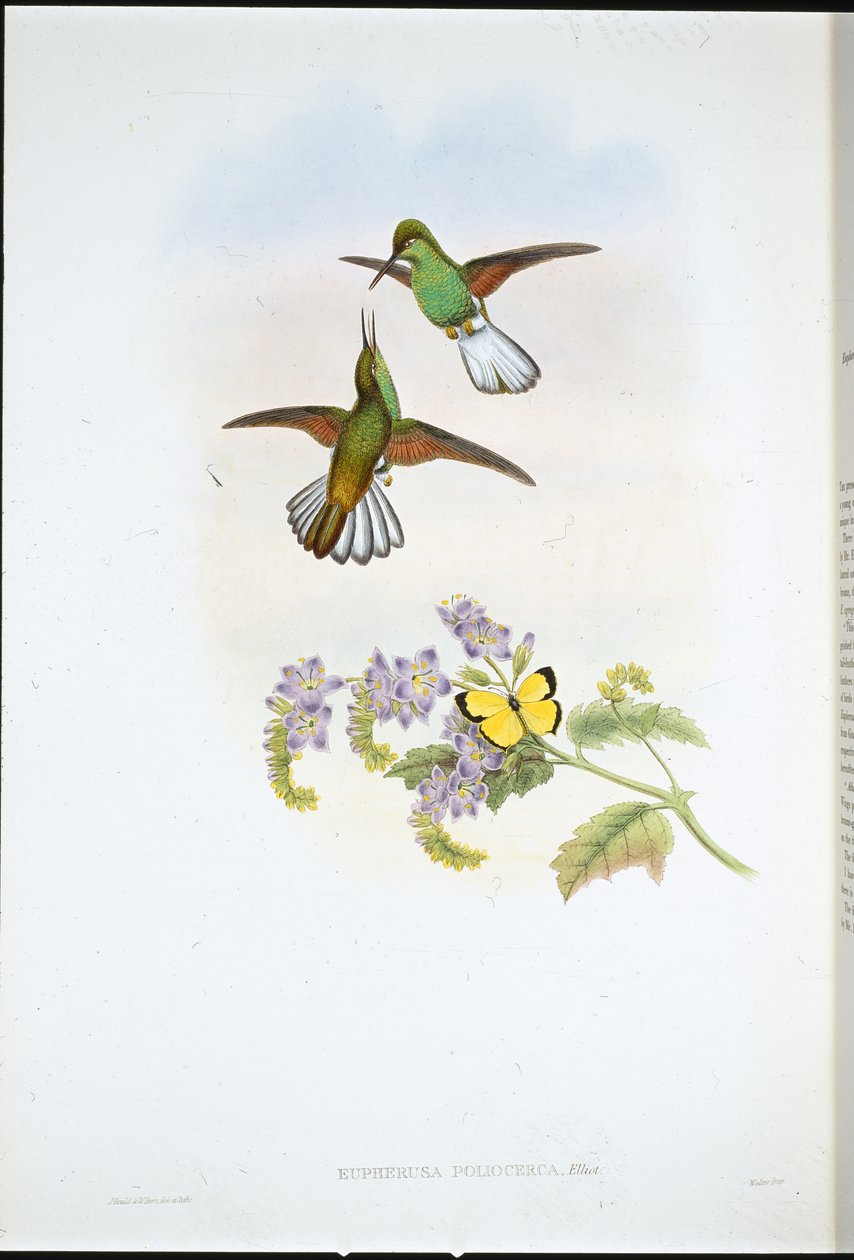 Cola de franja gris de John (after) Gould