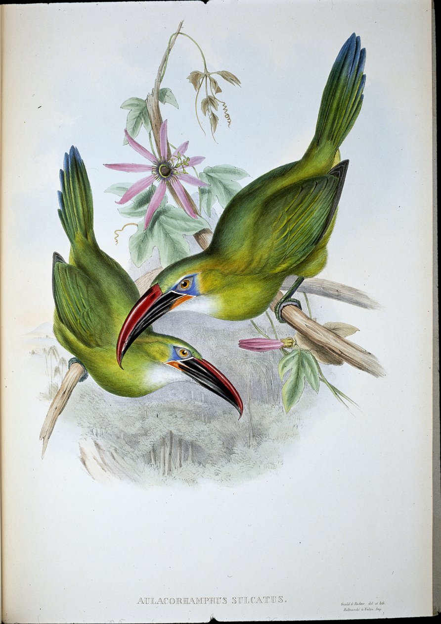 Tucán de pico acanalado de John (after) Gould