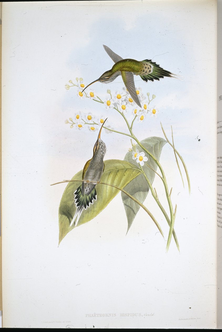 Ermitaño peludo (Phaethornis Hispidus) de John (after) Gould