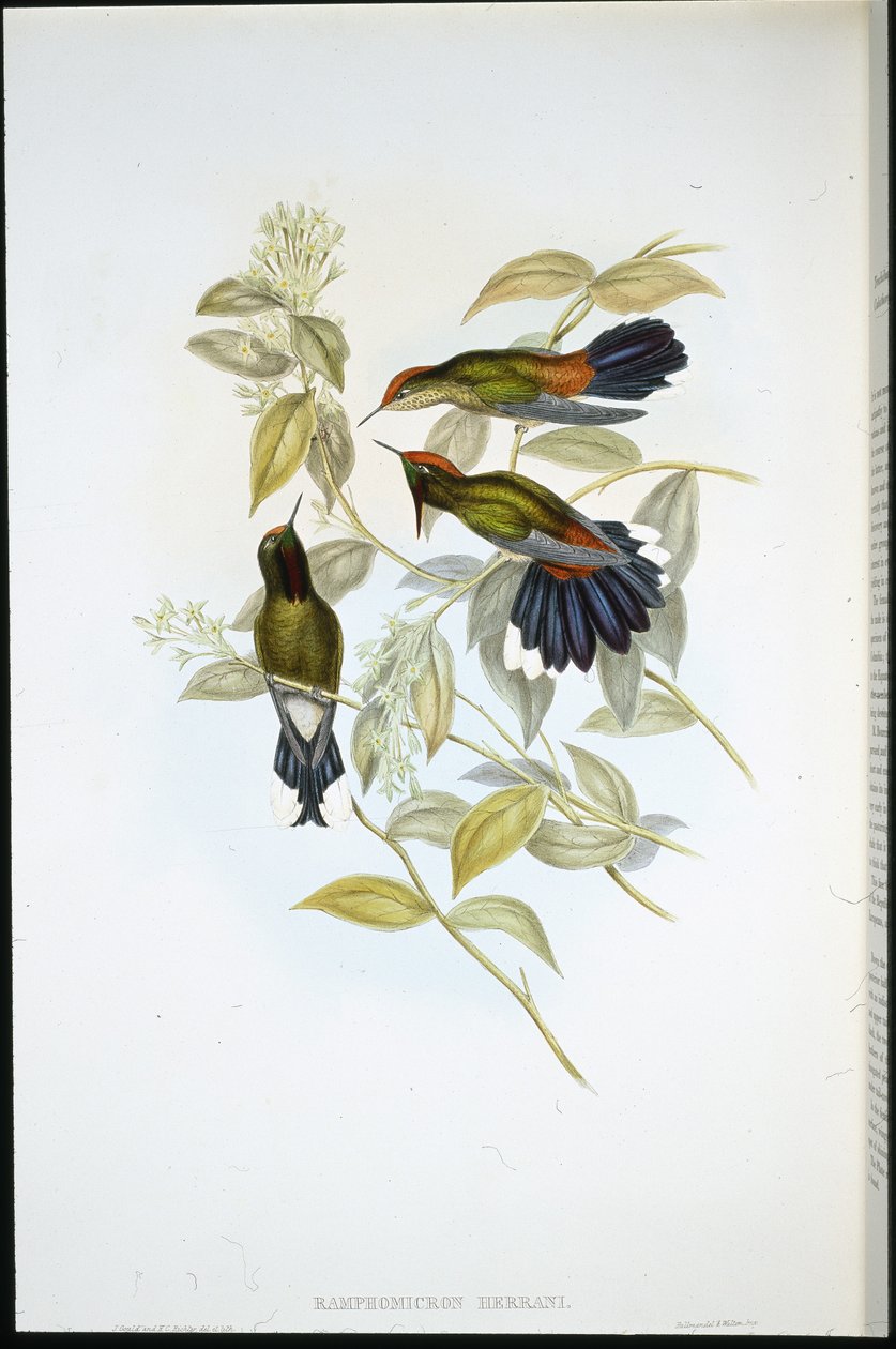 Pico de espina de Herran (Ramphomicron Herrani) de John (after) Gould