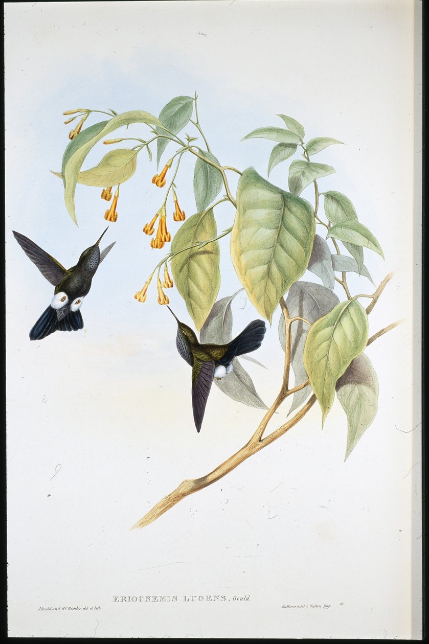 Pata de Algodón (Eriocnemis Lugens) (litografía coloreada a mano) de John (after) Gould