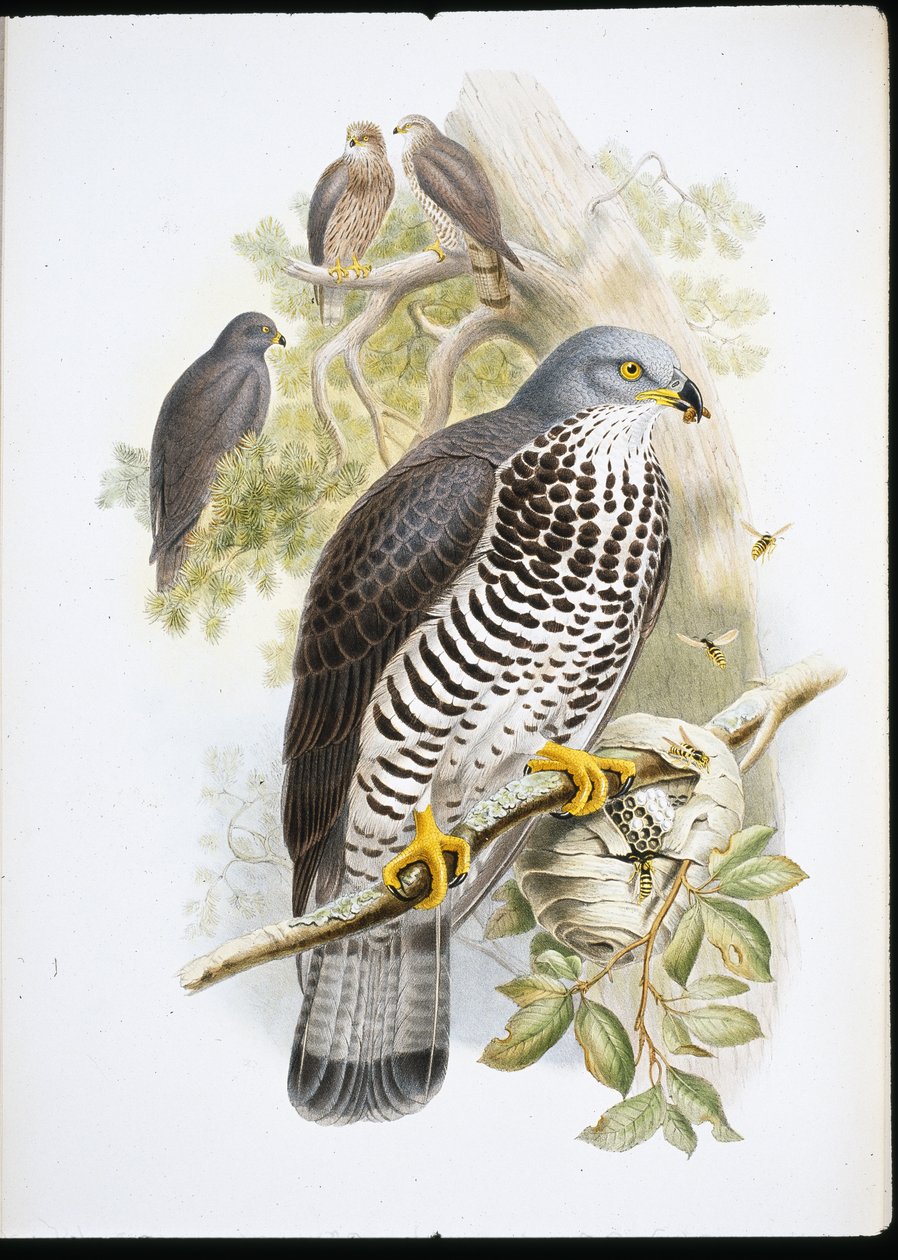 Abejero europeo (Pernis Apiuorus) de John (after) Gould