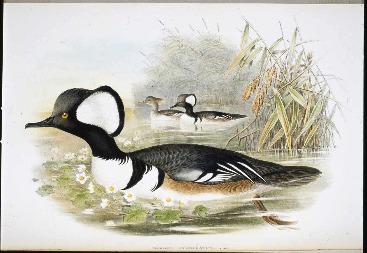 Serreta capuchona (Mergus Cucullatus) de John (after) Gould
