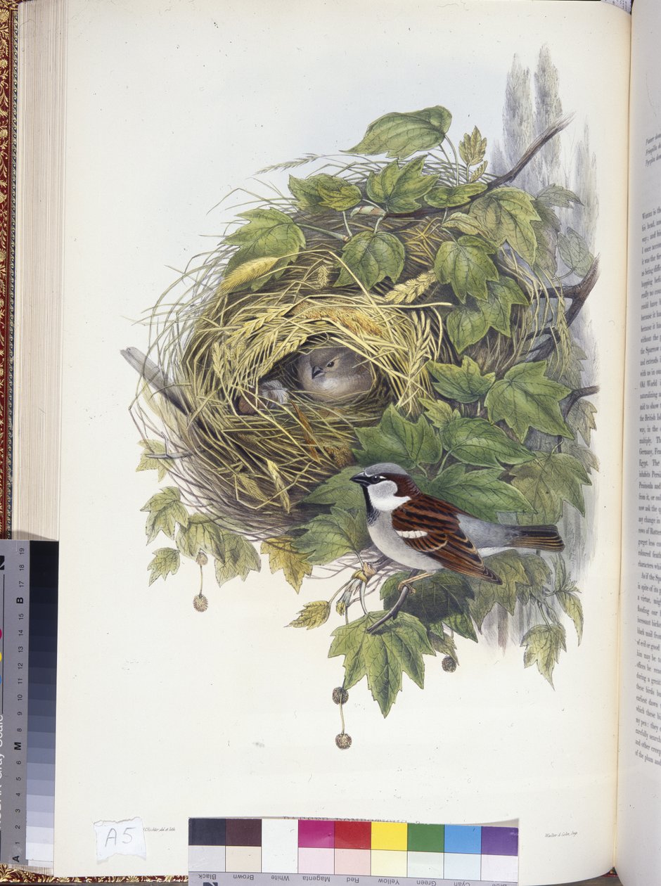 Gorrión común (Passer domesticus) de John (after) Gould