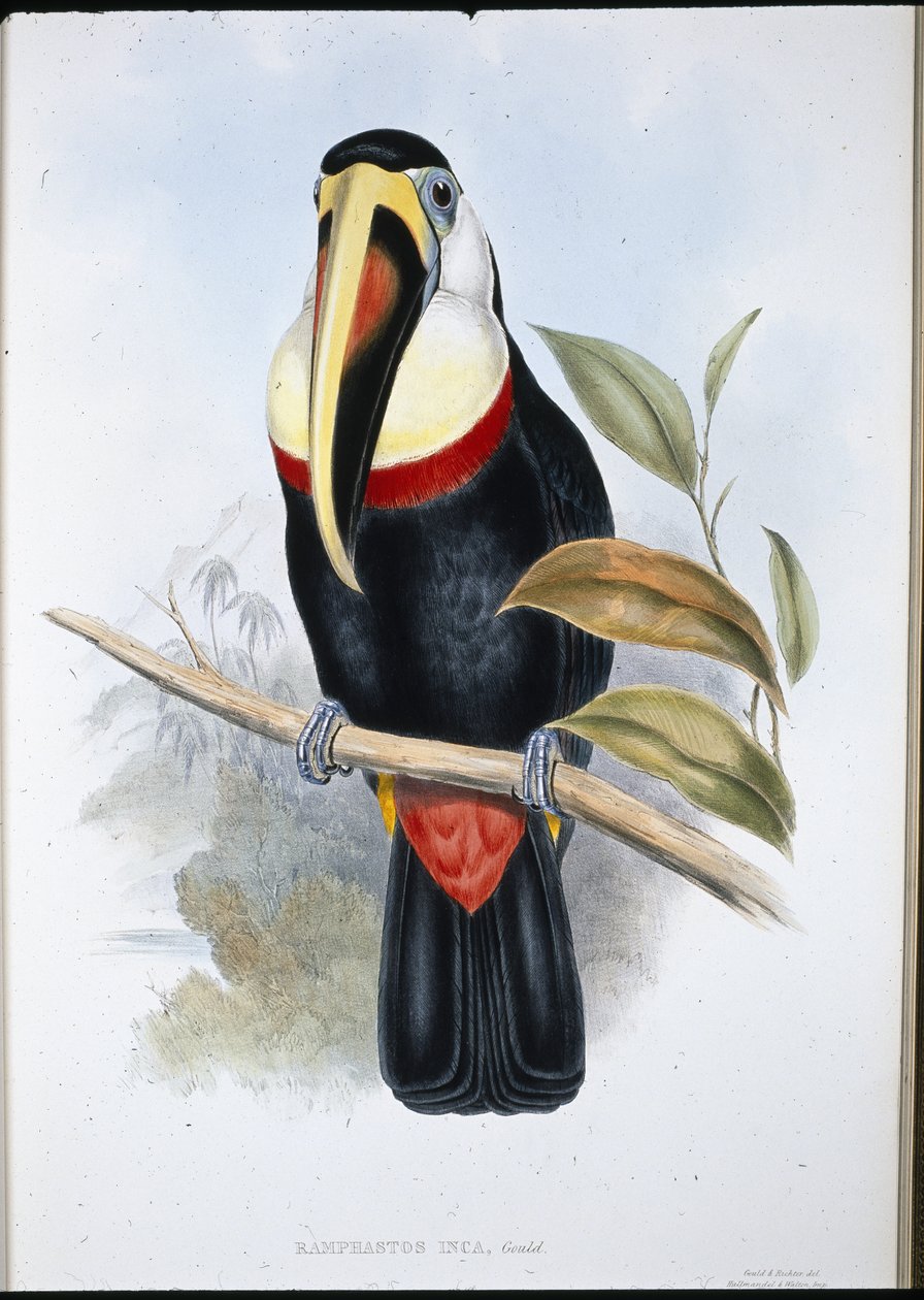 Tucán inca (Ramphastos inica) de John (after) Gould