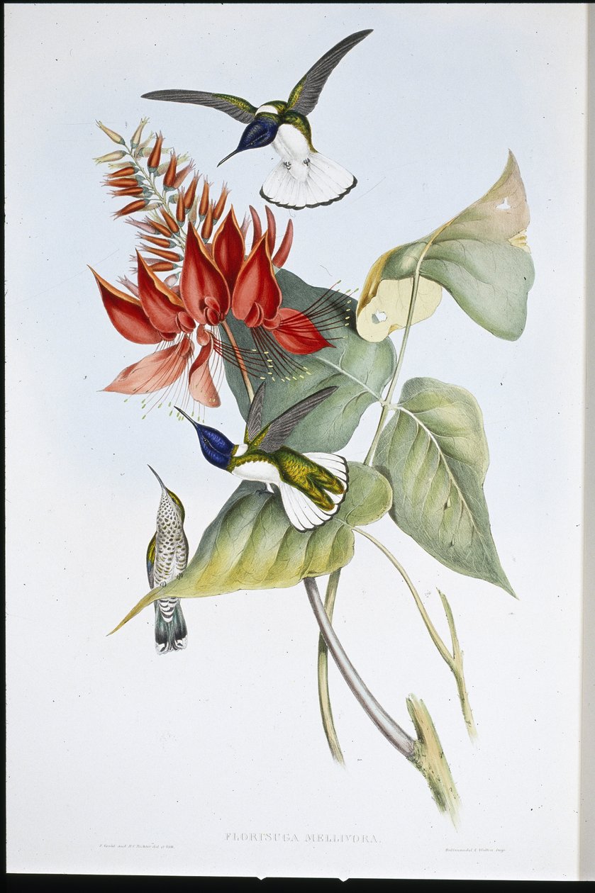 Jacobin (Florisuga Mellivora) de John (after) Gould