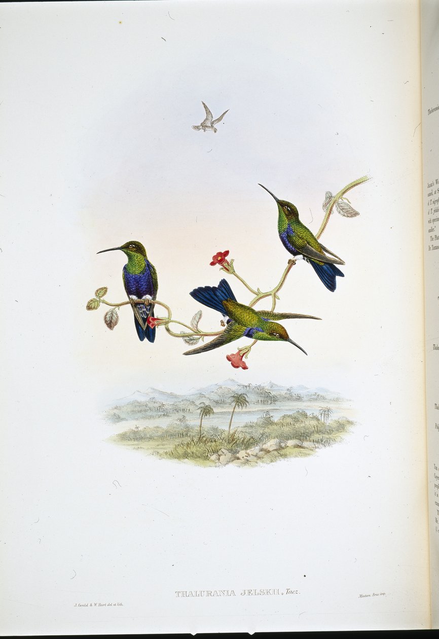Ninfa de madera de Jelski (Thalurania Jelskii) de John (after) Gould