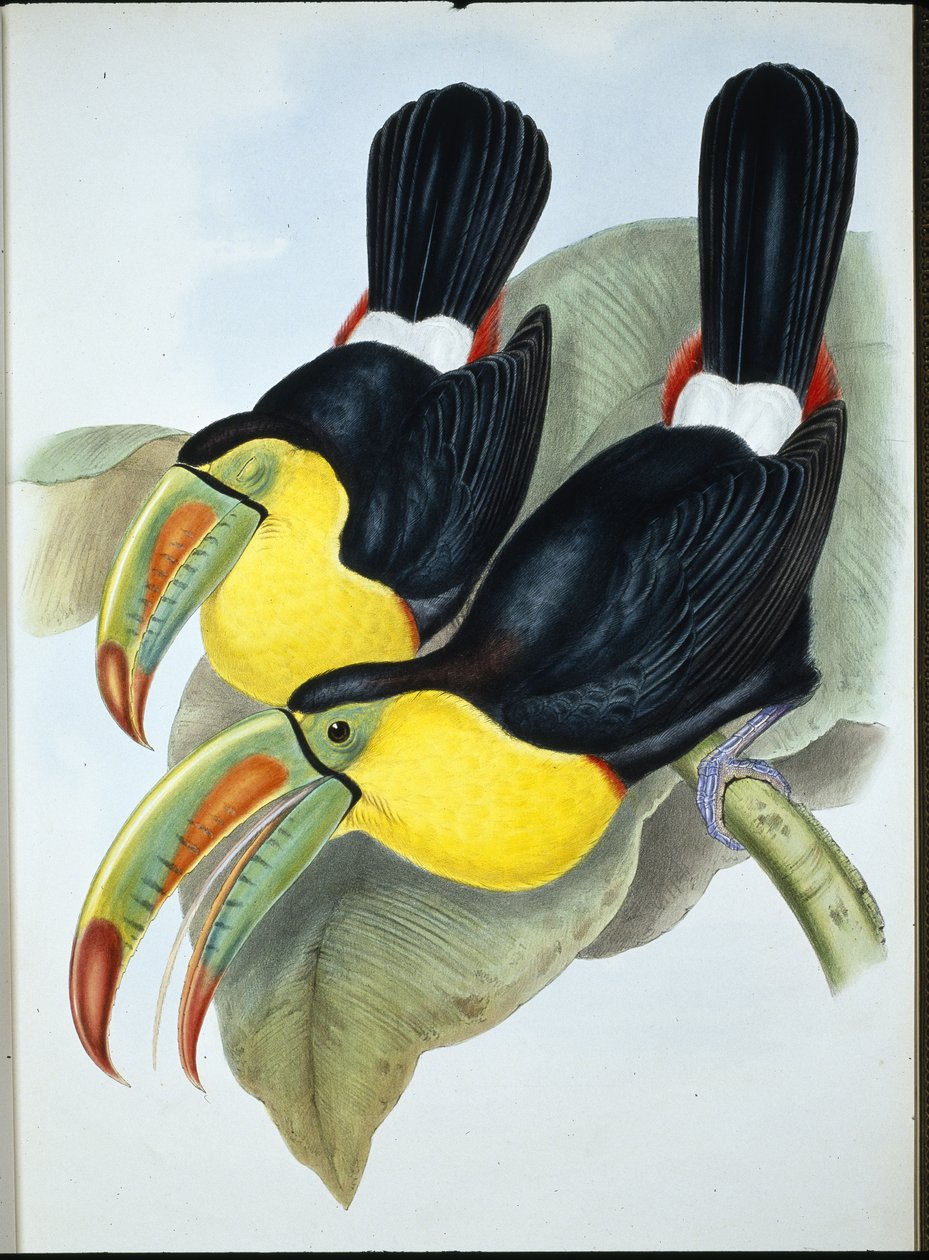 Tucán de Pico de Quilla (Ramphastos Carinatus) de John (after) Gould