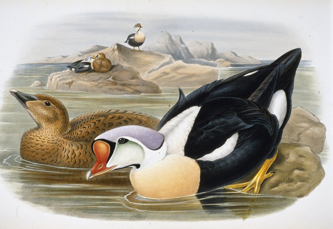 Pato rey (Somateria Spectabilis) de John (after) Gould