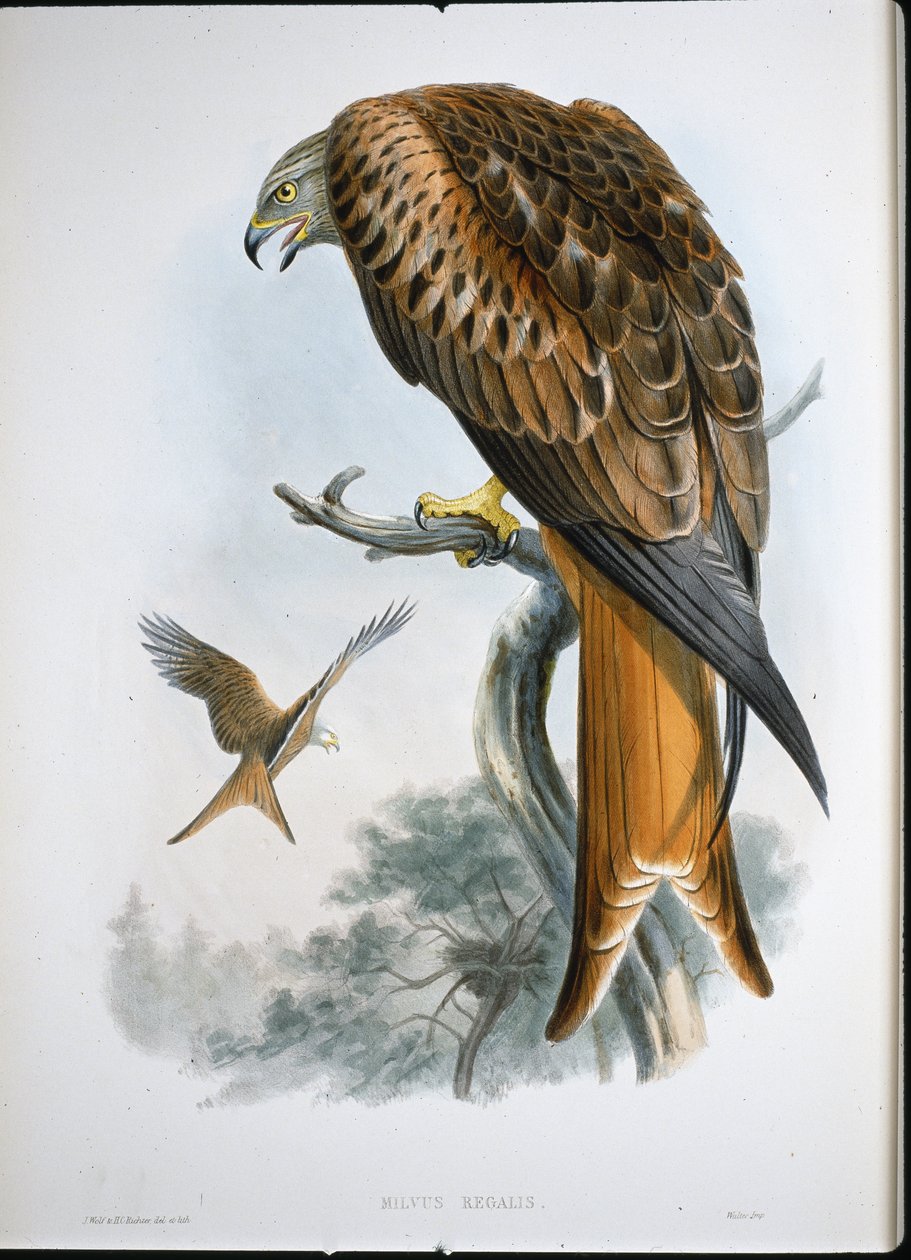 Milano real (Milvus Regalis) de John (after) Gould