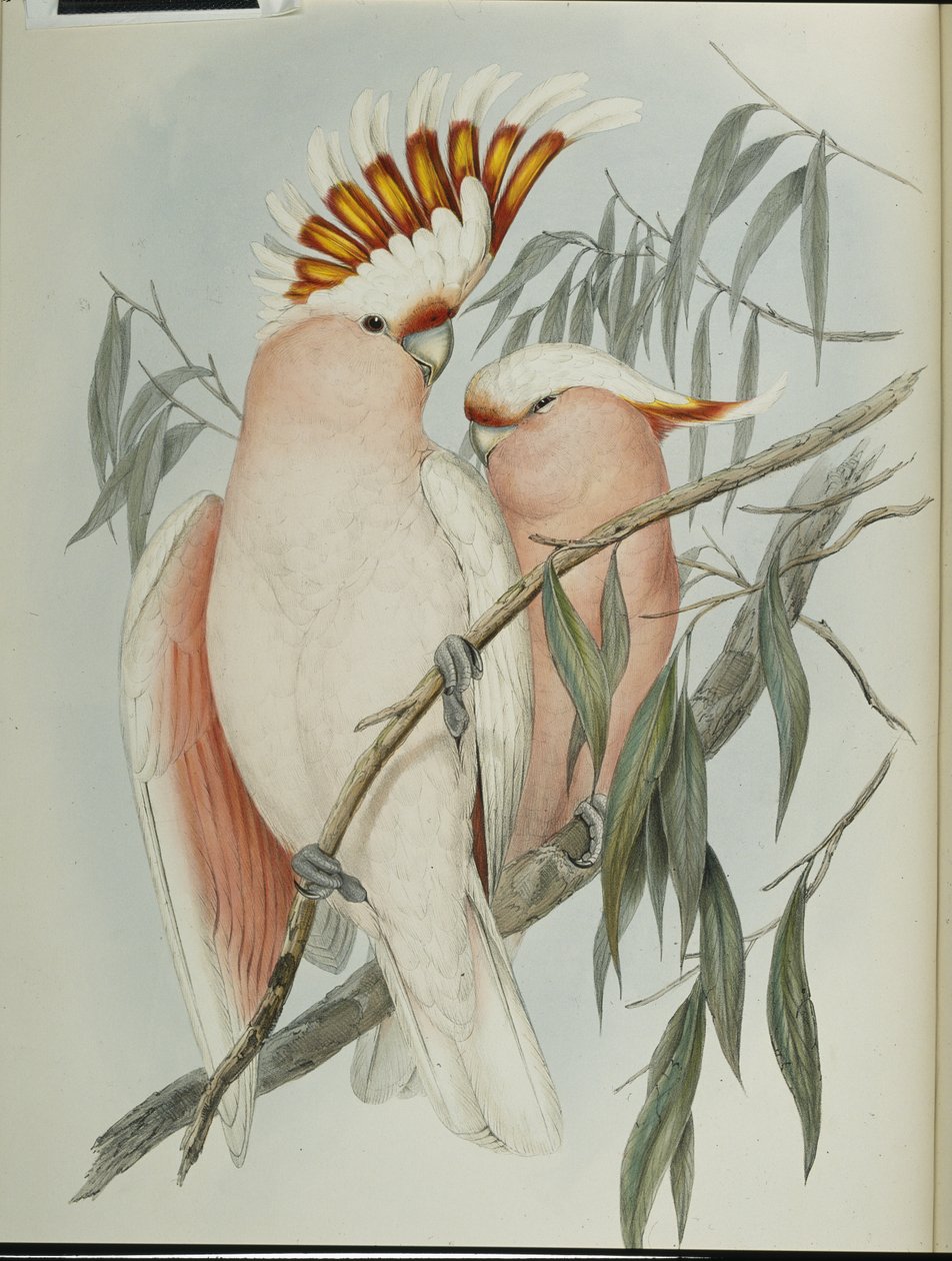 Cacatúa de Leadbeater de John (after) Gould