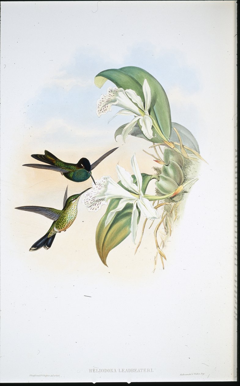 Brillante de Leasbeater (Heliodoxa Leadbeateri) de John (after) Gould