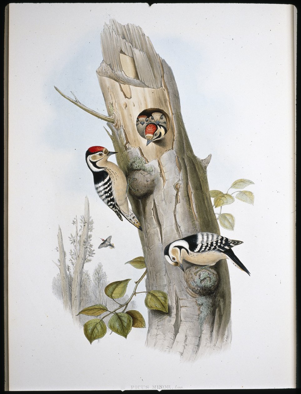 Pico menor (Picus Minor) de John (after) Gould