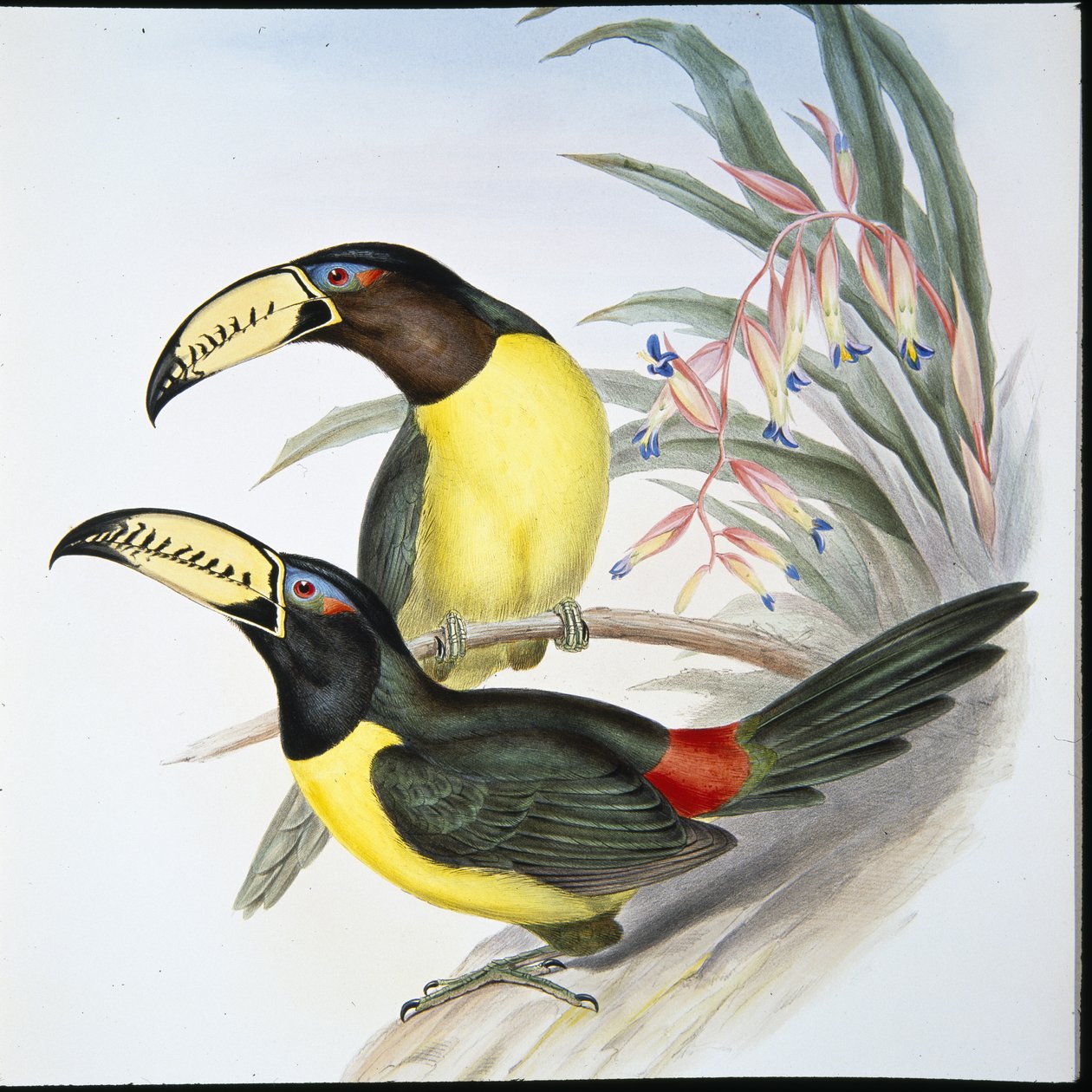 Tucán Aracari con letras (Pteroglossus Inscriptus) de John (after) Gould