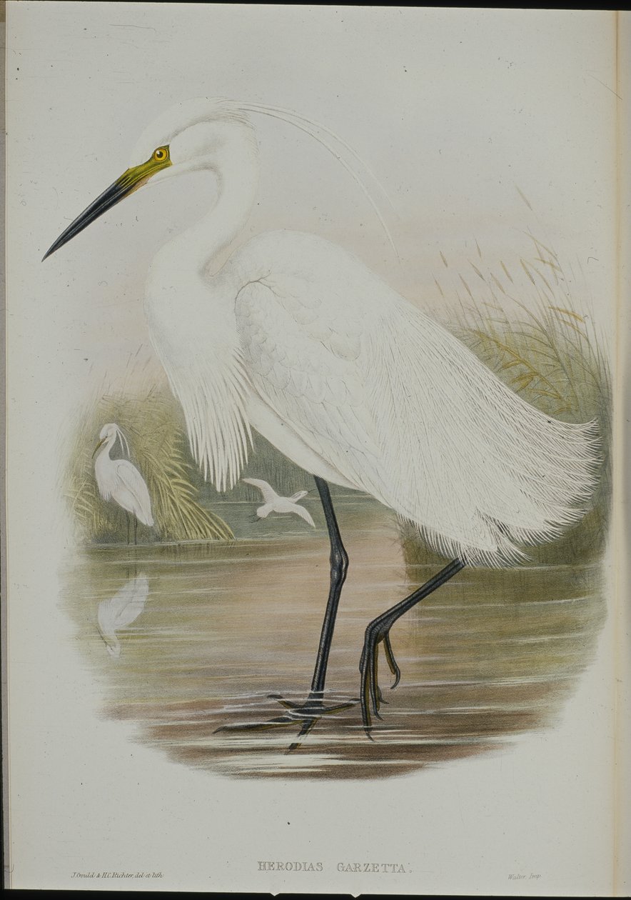 Garceta común (Egretta Garzetta) de John (after) Gould