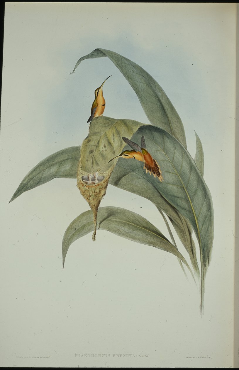 Ermitaño Pequeño (Phaethornis Eremita) de John (after) Gould