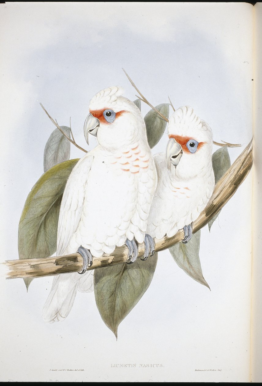 Cacatúa de pico largo de John (after) Gould
