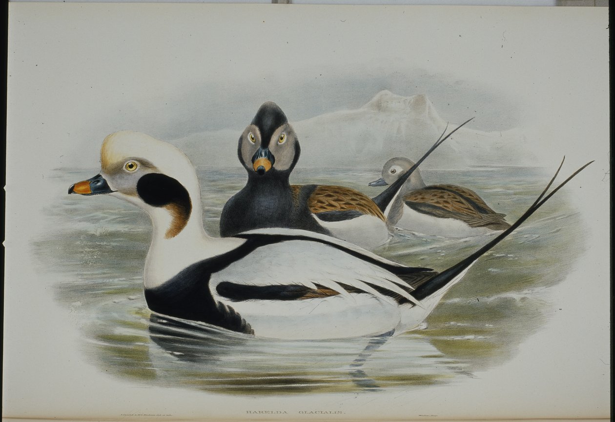 Pato de Cola Larga (Harelda Glacialis) de John (after) Gould
