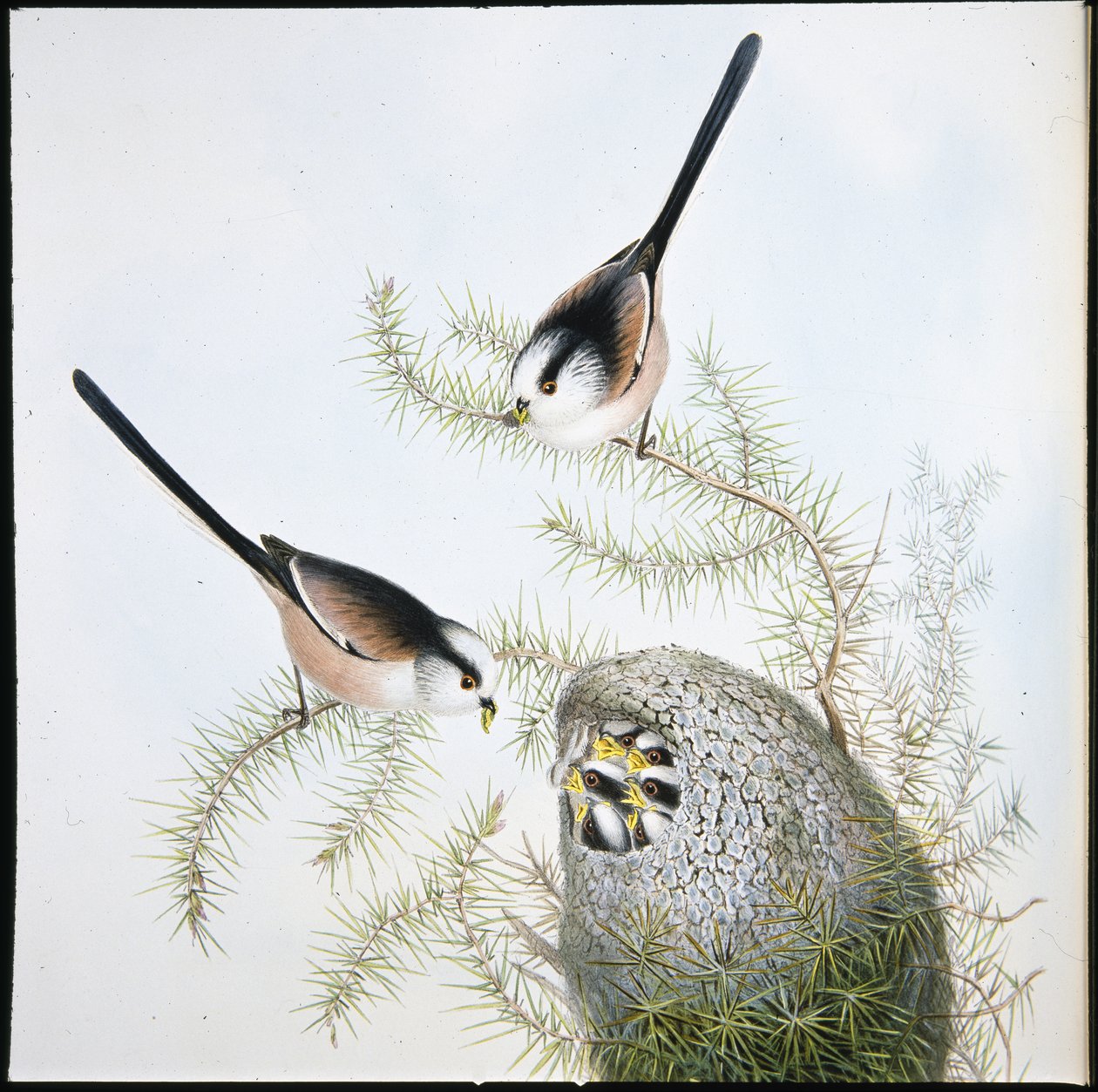 Mito de cola larga (Mecistura Caudata) de John (after) Gould