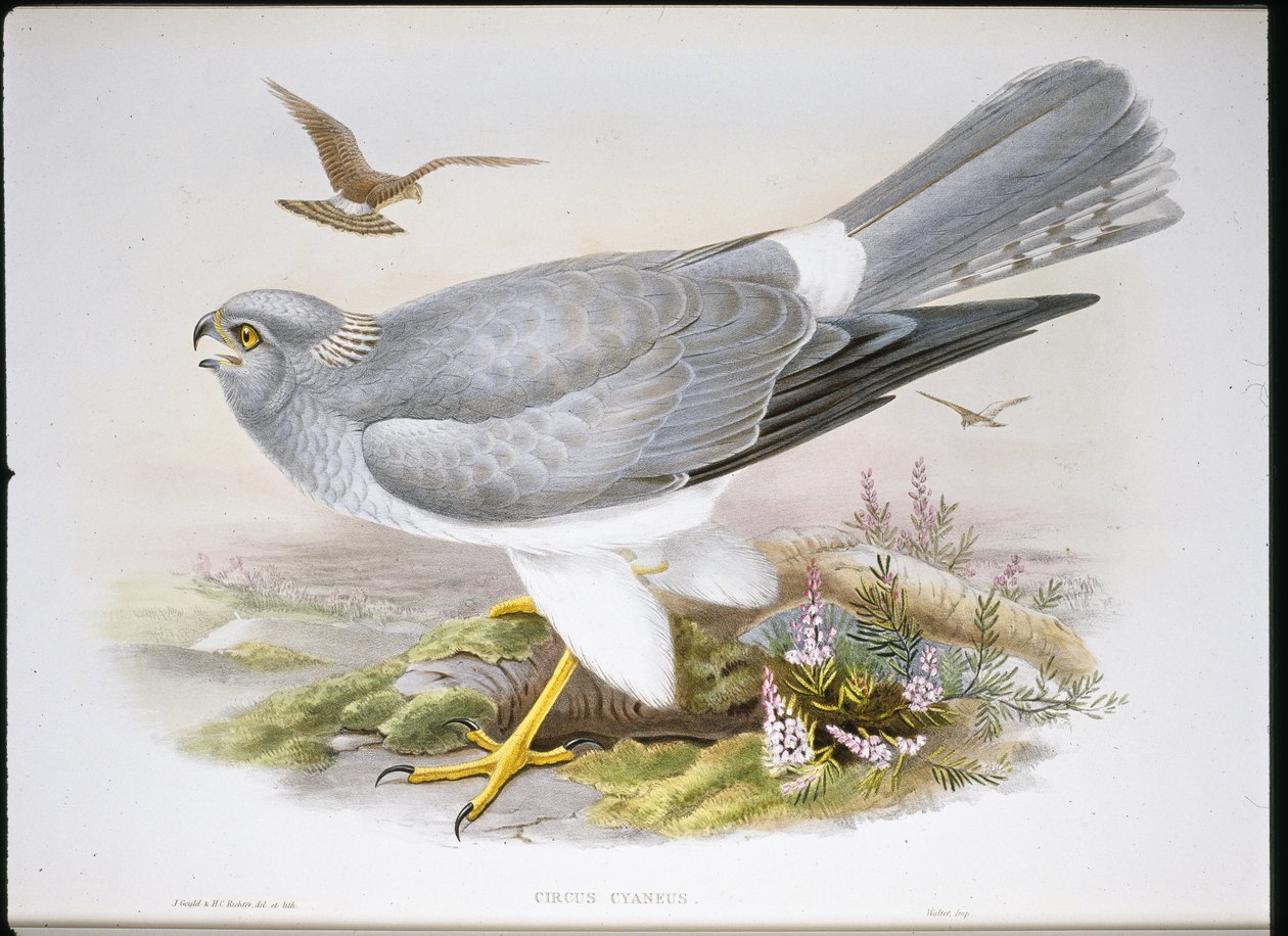 Aguilucho Lagunero (Circus Aeruginosus) de John (after) Gould