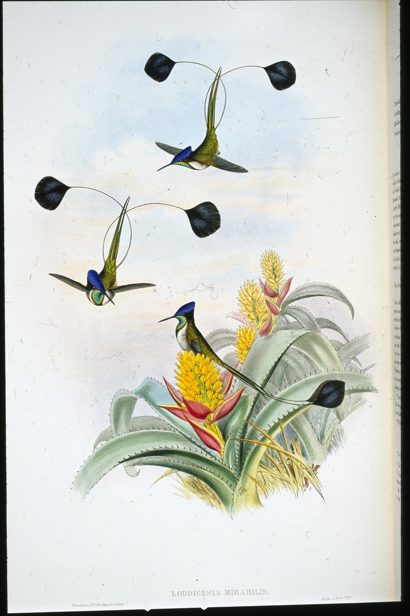 Colibrí maravilloso (Loddigesia mirabilis) de John (after) Gould