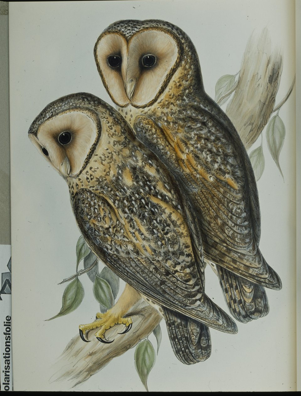 Lechuza Enmascarada (Strix Personata) de John (after) Gould