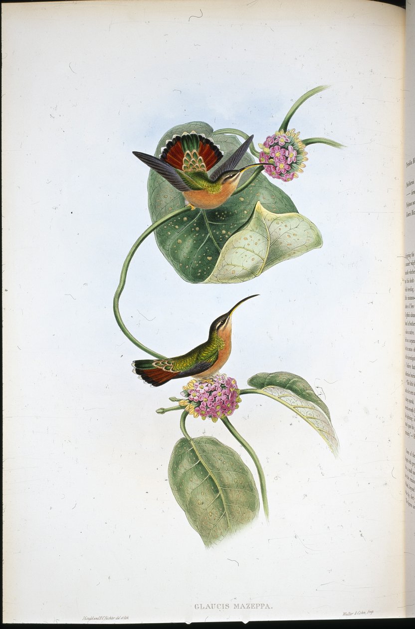 Ermitaño de Mazeppa (Glaucis Mazeppa) de John (after) Gould