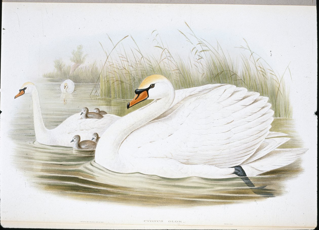 Cisne mudo (Cygnus Olor) de John (after) Gould