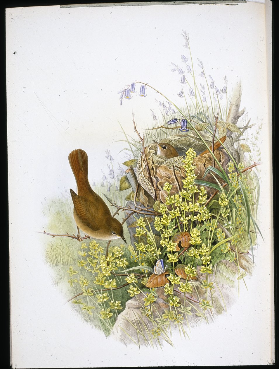 Ruiseñor de John (after) Gould