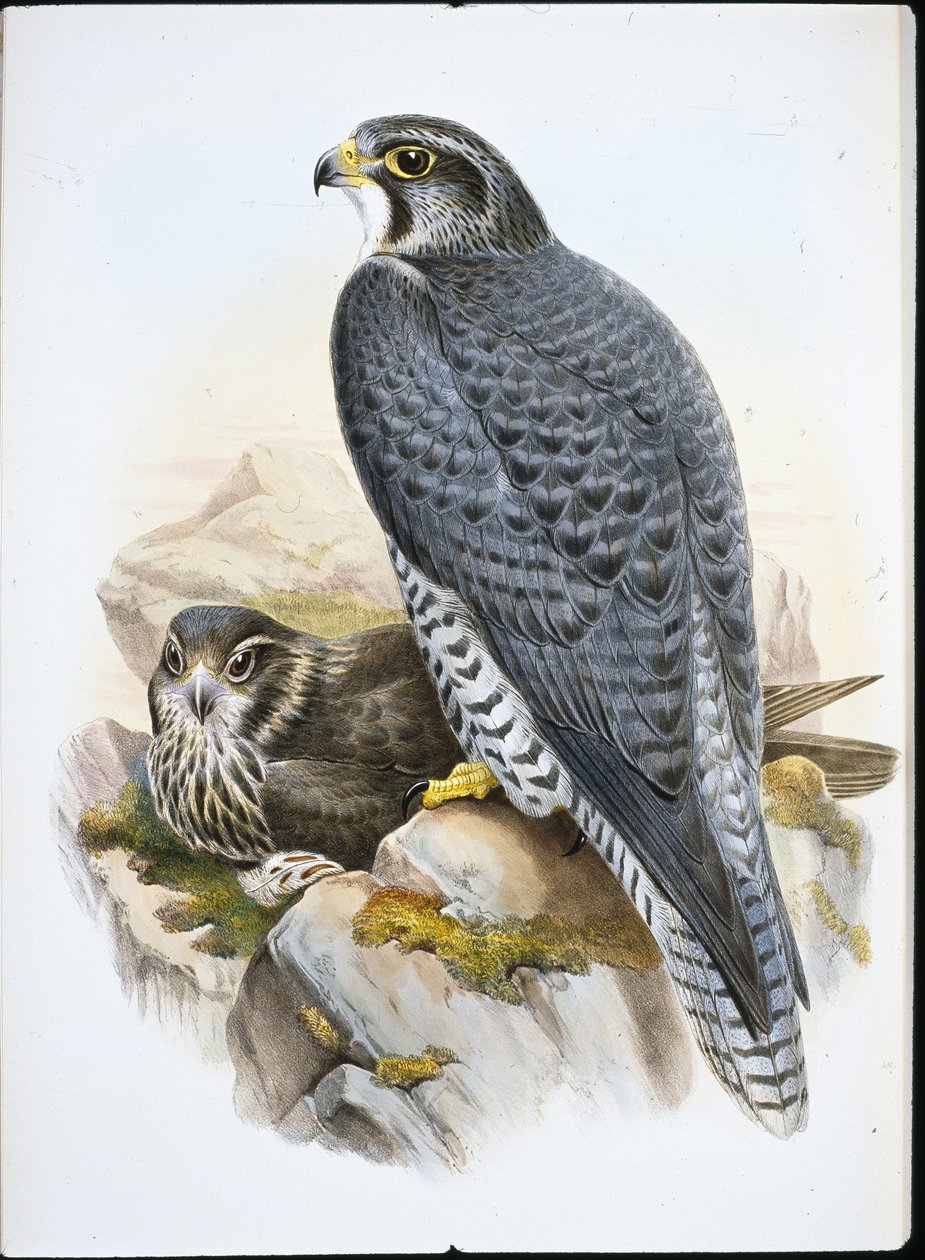 Halcón gerifalte noruego (Falco Gyrfalco) de John (after) Gould