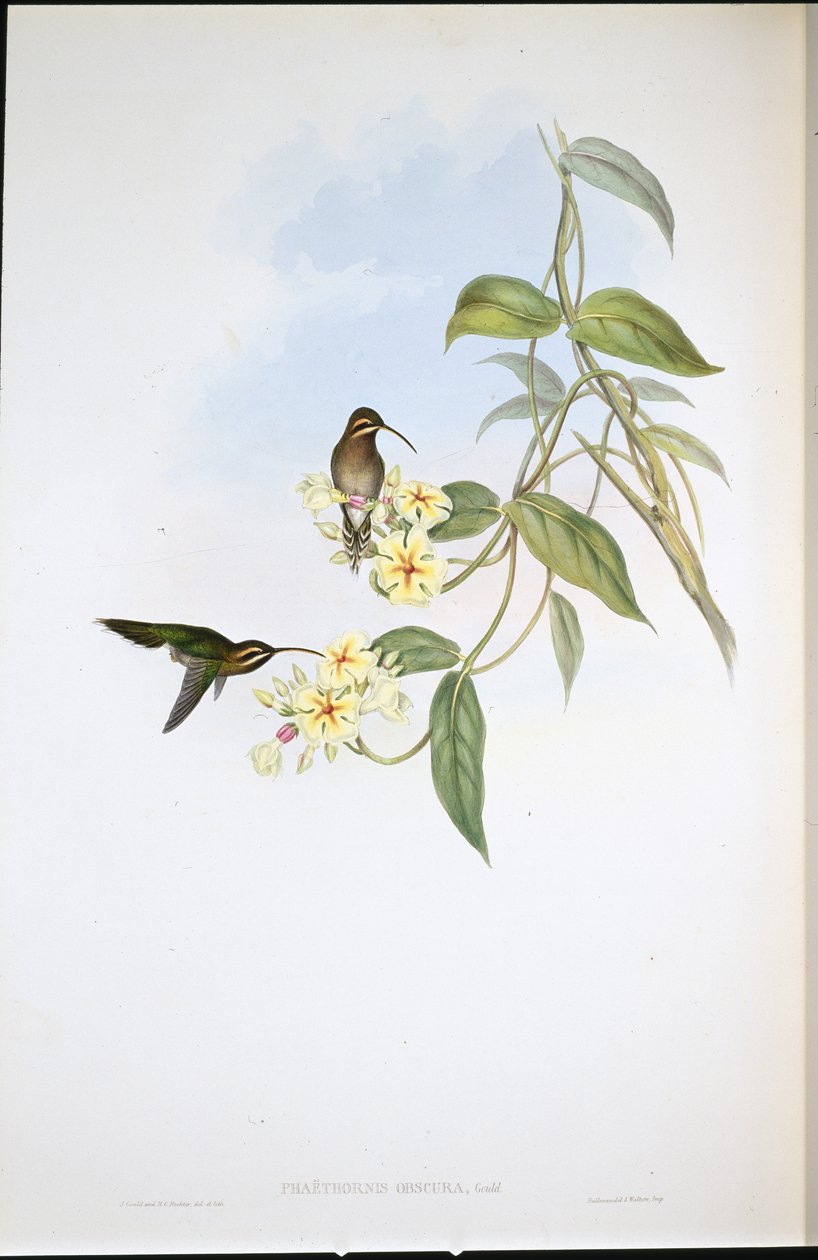 Ermitaño oscuro de John (after) Gould