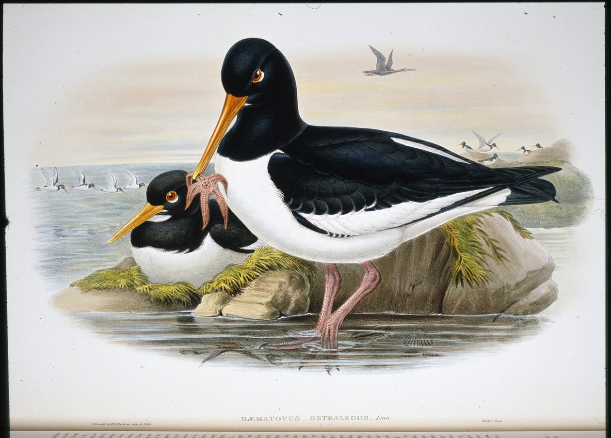 Ostrero (Heamatopus Ostralegus) de John (after) Gould