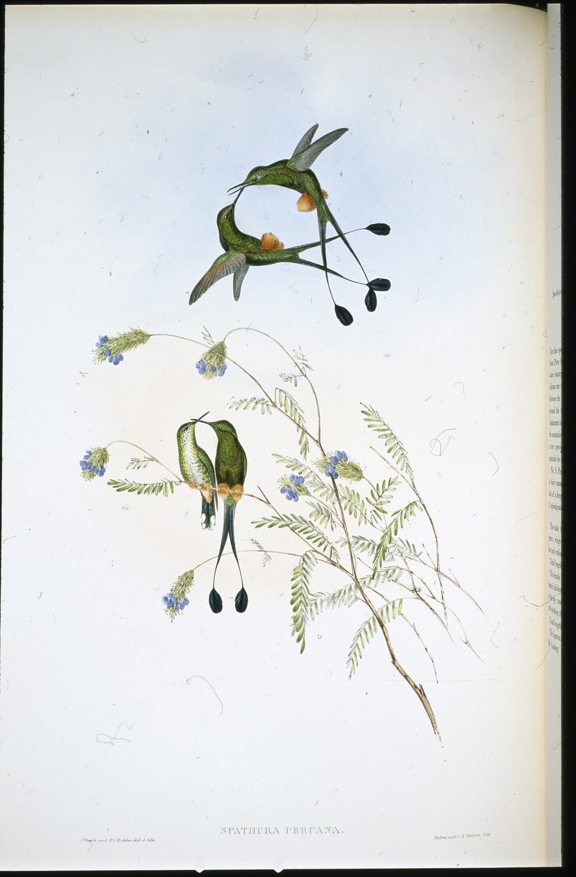 Cola de raqueta peruana (Spathura Peruana) de John (after) Gould