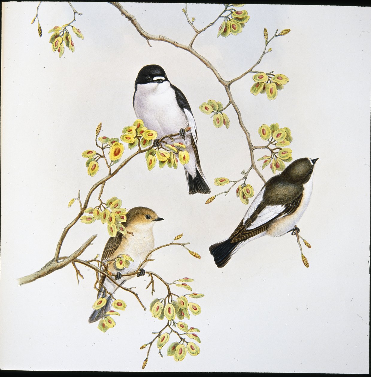 Papamoscas cerrojillo (Muscicapa Atricapilla) de John (after) Gould