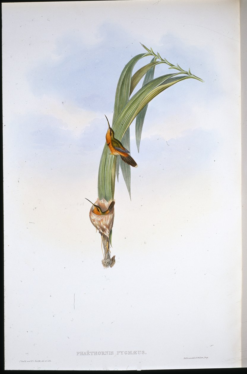Ermitaño pigmeo (Phaethornis Pygmaeus) de John (after) Gould