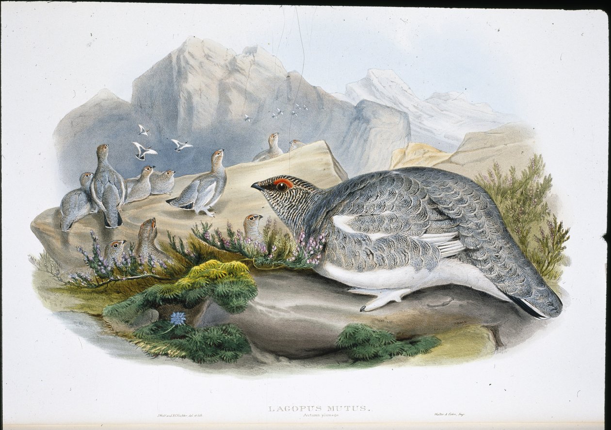 Perdiz Nival (Plumaje de Otoño) (Lagopus Mutus) de John (after) Gould