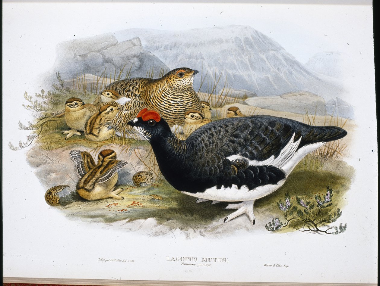 Perdiz nival (plumaje de verano) (Lagopus Mutus) de John (after) Gould