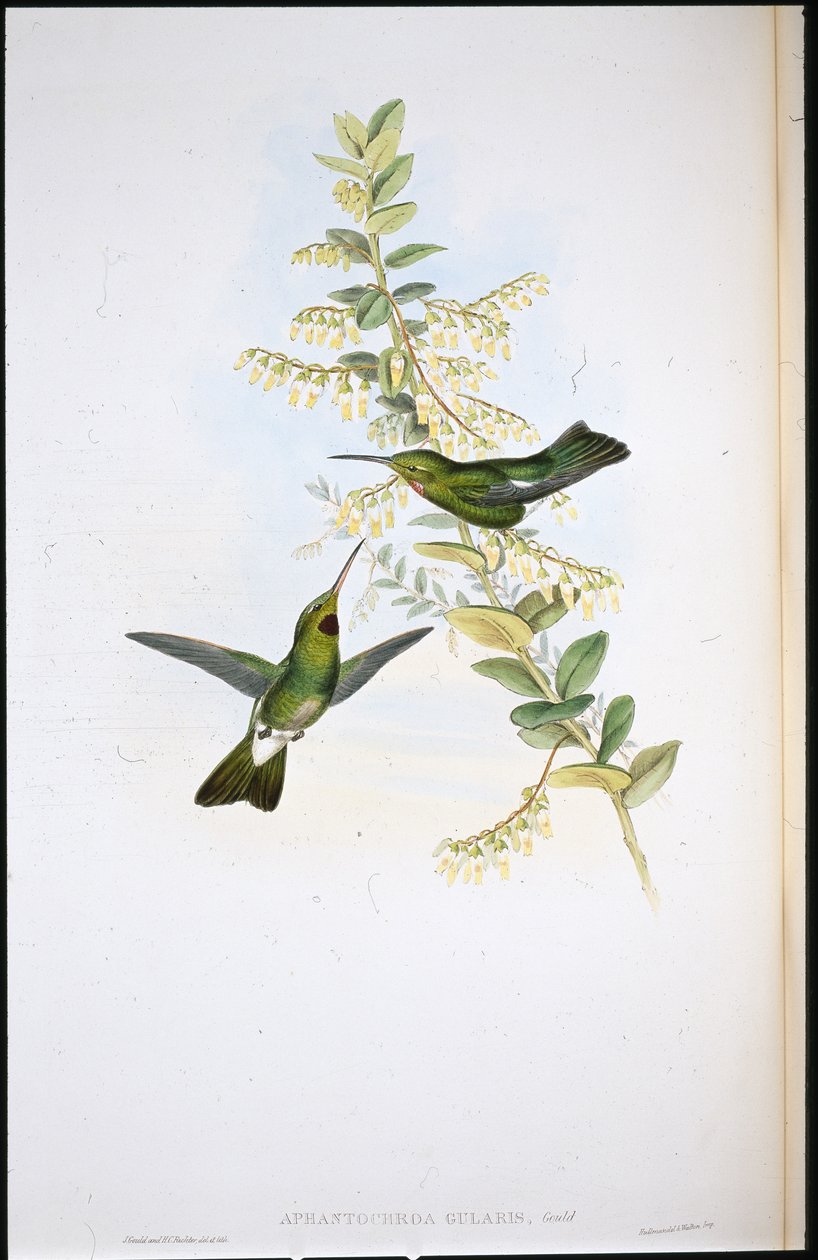 Colibrí de garganta parda de John (after) Gould
