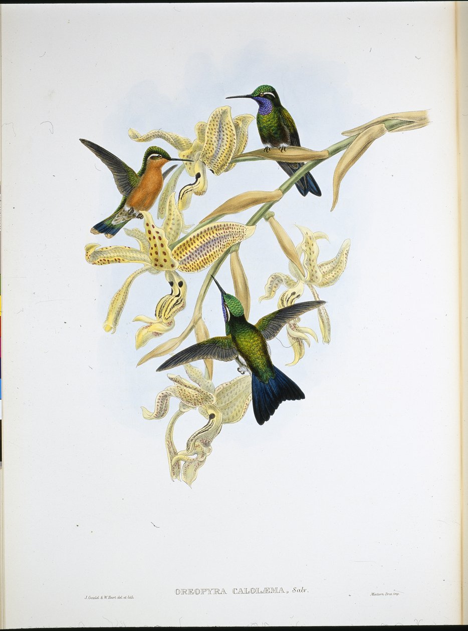 Colibrí de Garganta Púrpura (Oreopyra Calolaema) de John (after) Gould