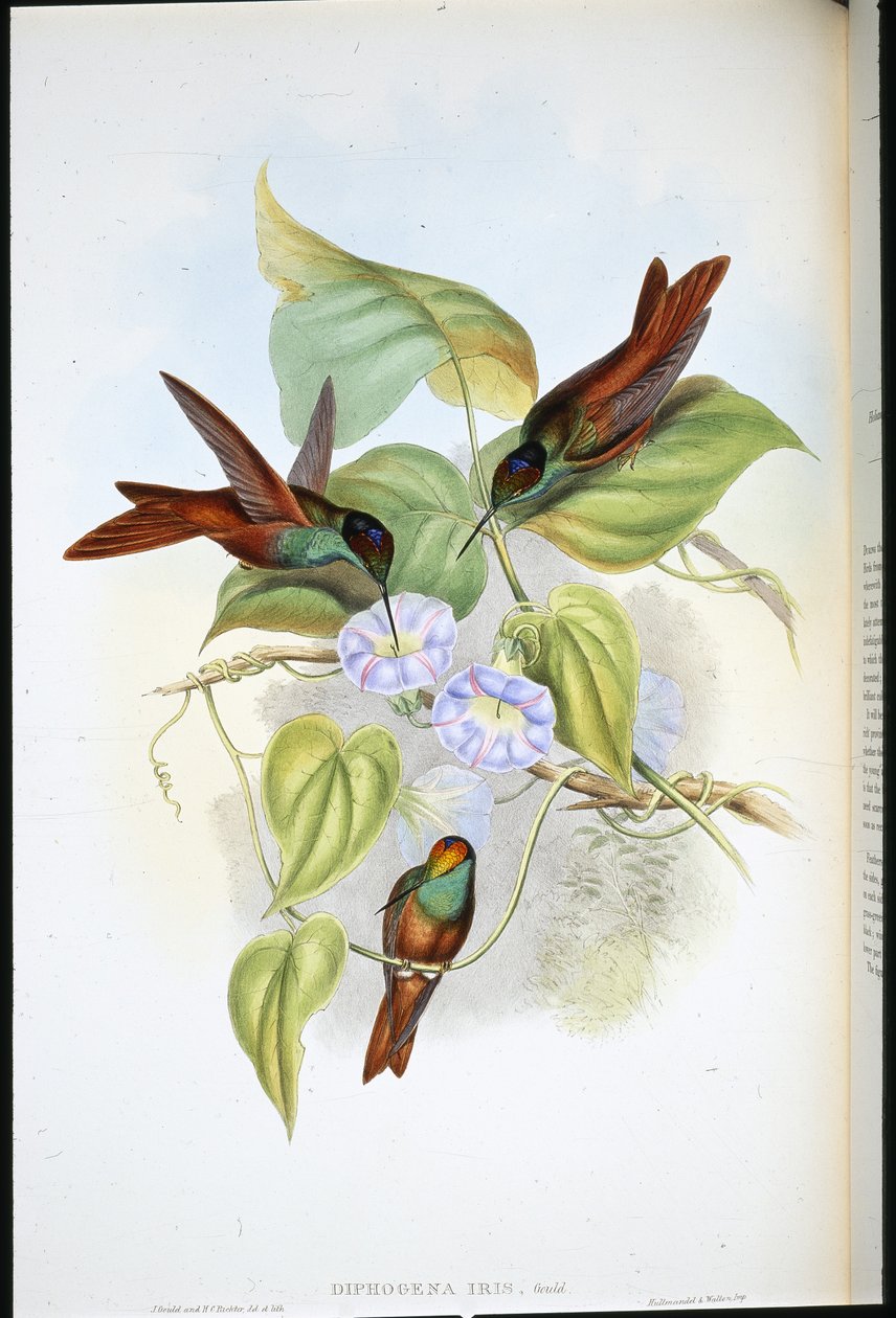 Arco iris (Diphogena Iris) de John (after) Gould