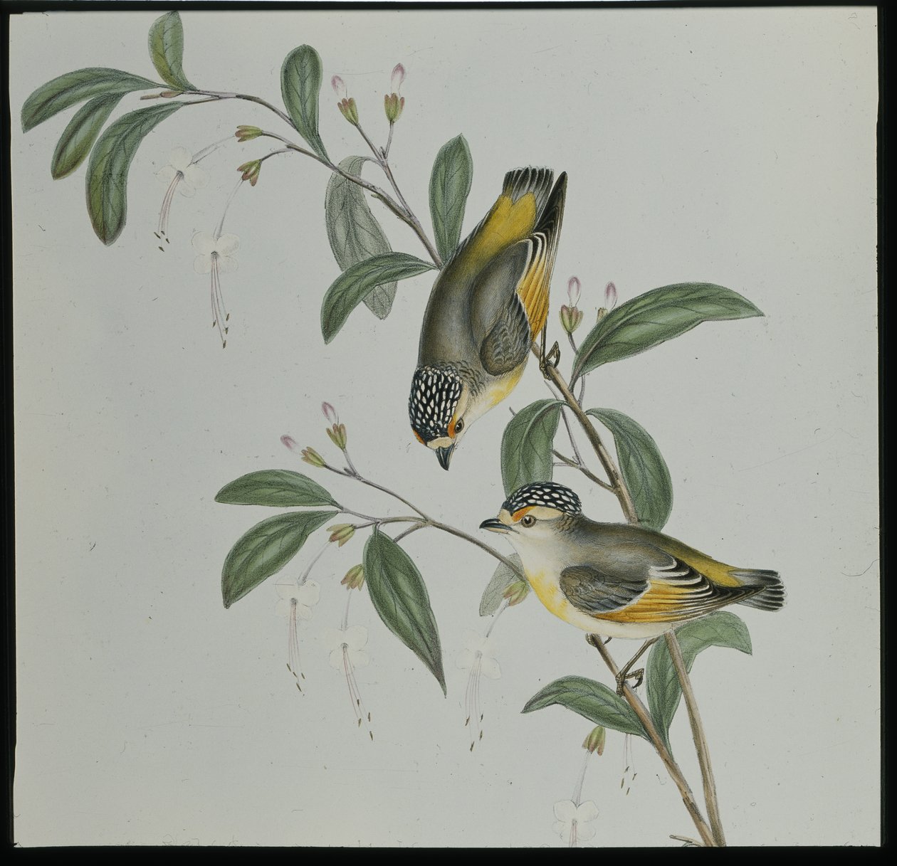 Pardalote de garganta roja (Pardalotus rubricatus) de John (after) Gould