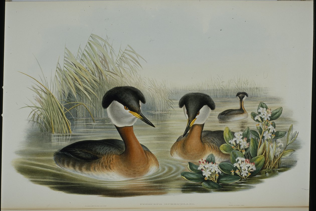 Somormujo cuellirrojo (Podiceps Rubricollis) de John (after) Gould