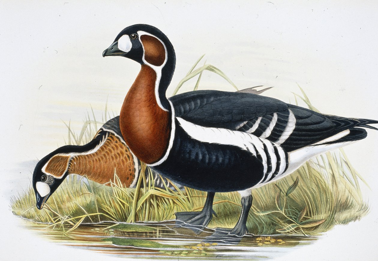 Ganso de Pecho Rojo (Bernicla Ruficollis) de John (after) Gould