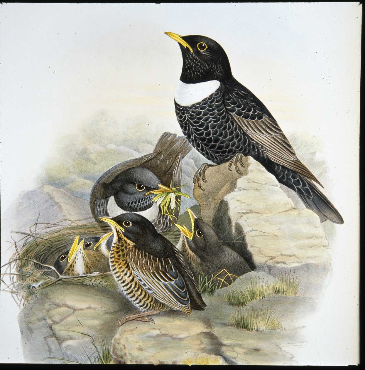 Mirlo capiblanco (Mer Ulatorquata) de John (after) Gould