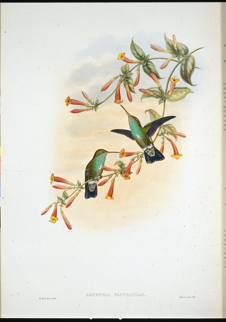 Esmeralda ribereña de John (after) Gould