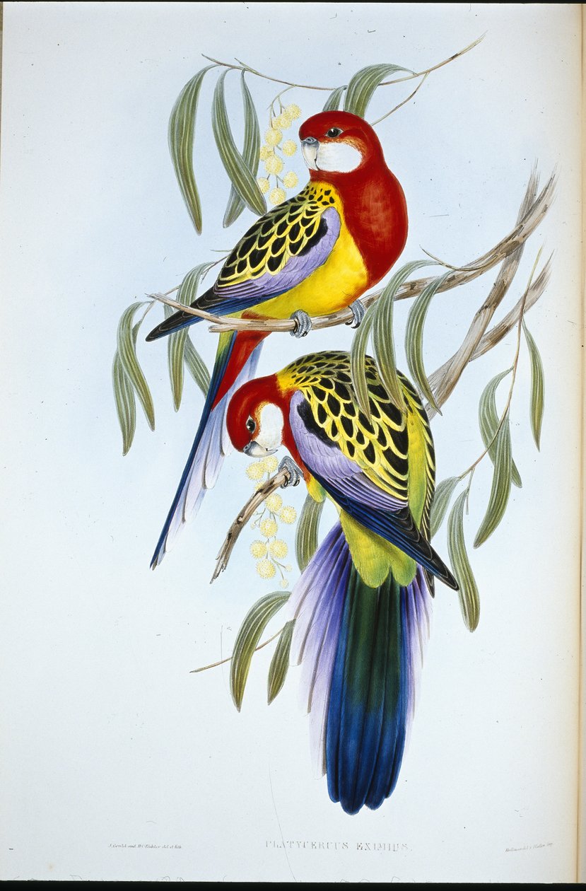 Periquito de Pico Rosa (Platycercus Eximius) de John (after) Gould