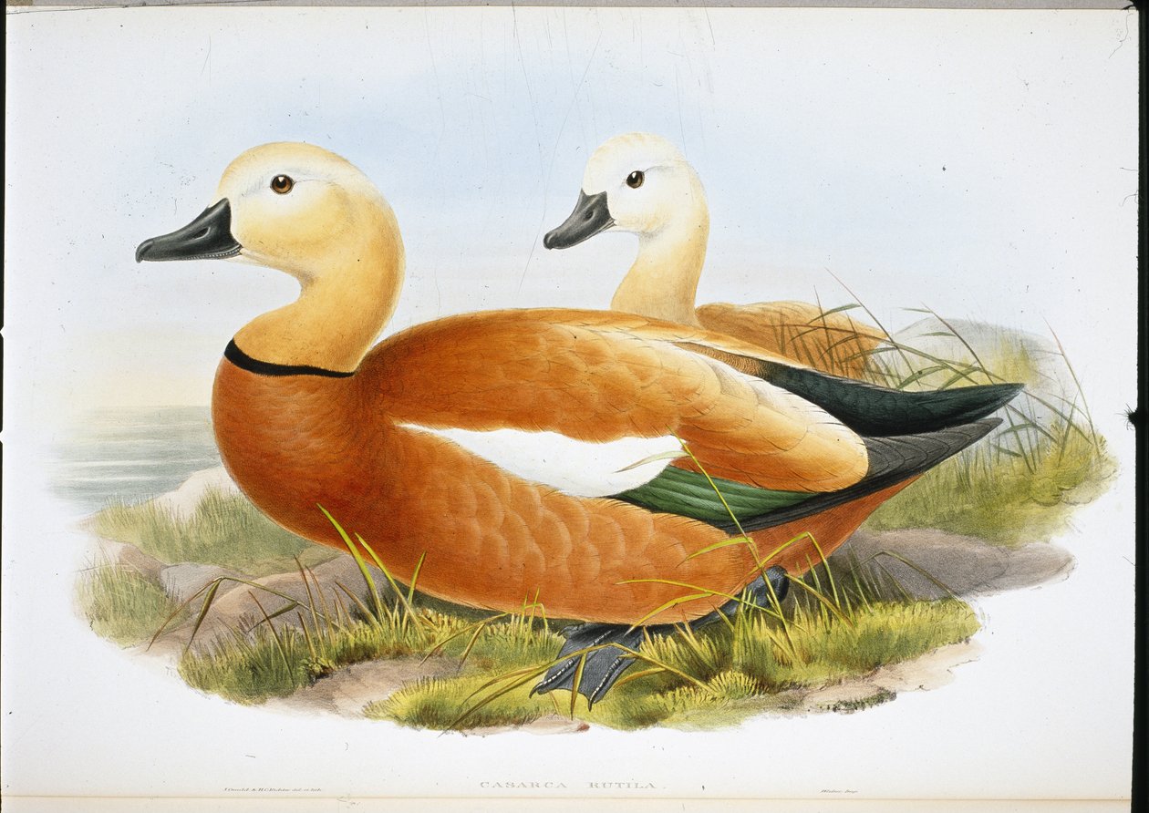 Tarro canelo (Casaraca Rutila) de John (after) Gould